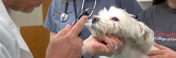 CUVS_Stamford Profile Banner