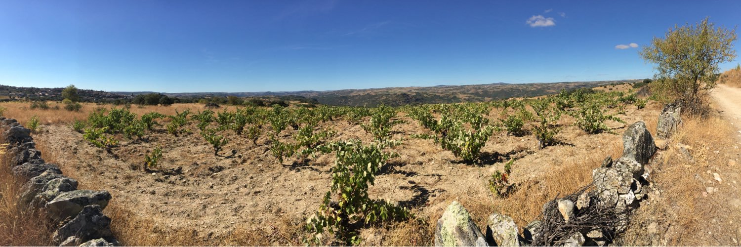 capiwine's profile banner image