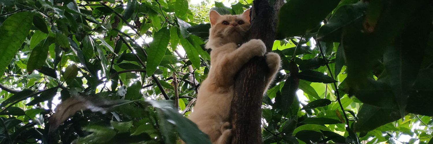 Bapakbapakmuda's profile banner image
