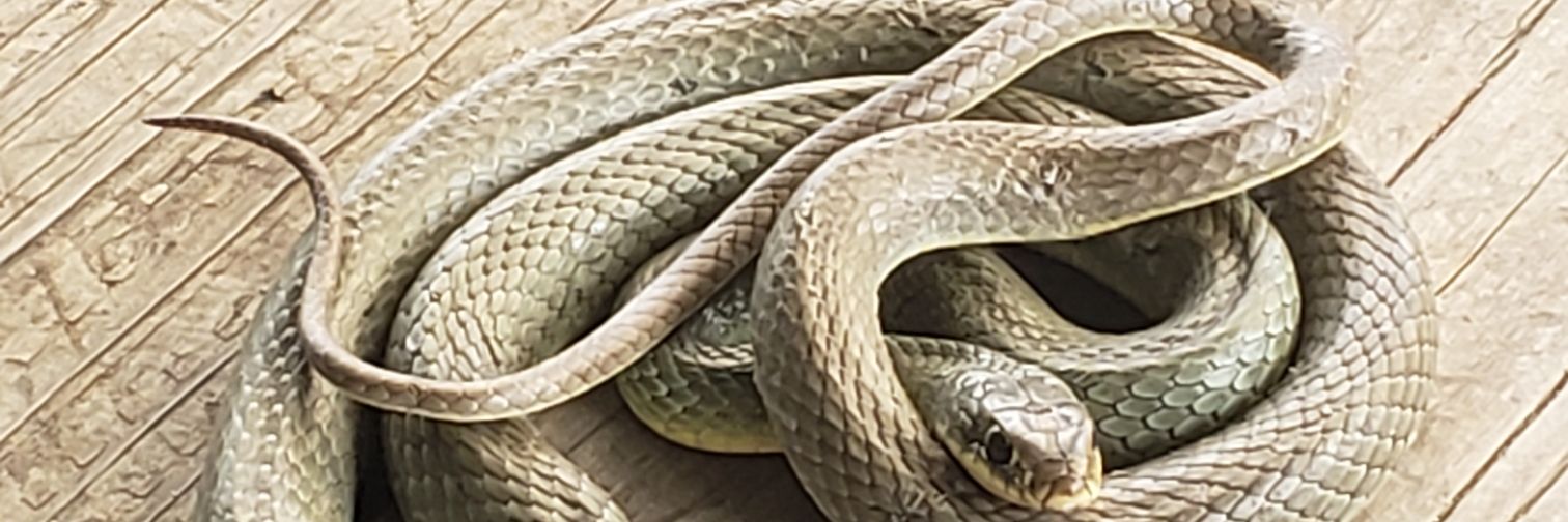 greengoddess95's profile banner image
