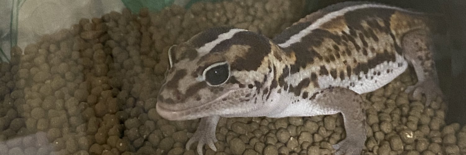kogedx's profile banner image