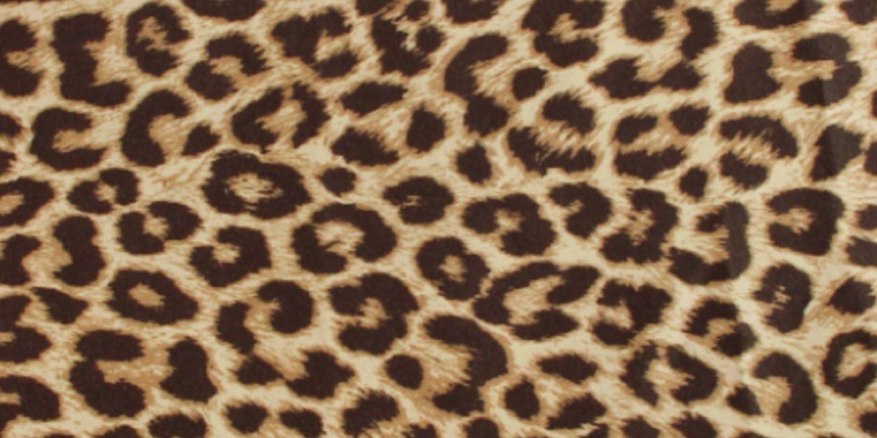 Kaitlin Langenkamp banner