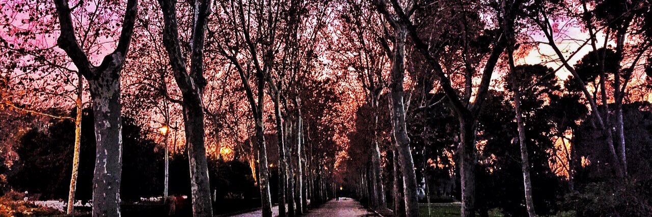 Daniela Alvarez banner