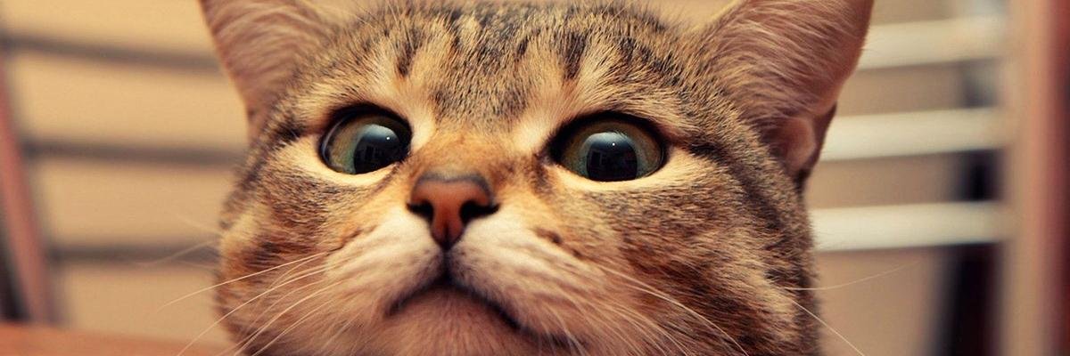 valpesci's profile banner image