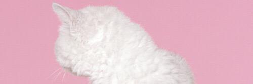 asamuell's profile banner image