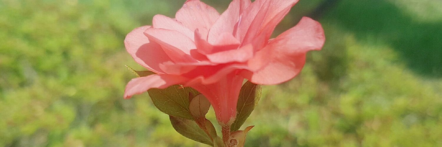 semicircular2's profile banner image
