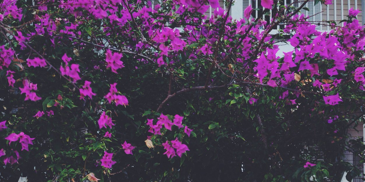 SloaneArmstrong's profile banner image