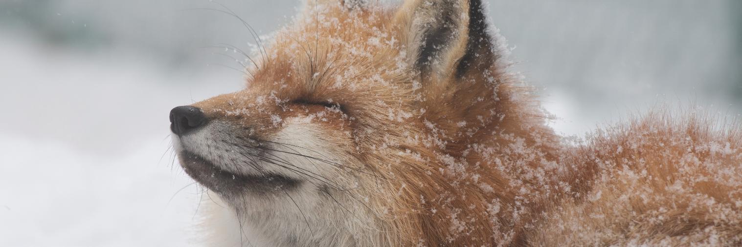 LIA🦊🔖へっぽこ banner