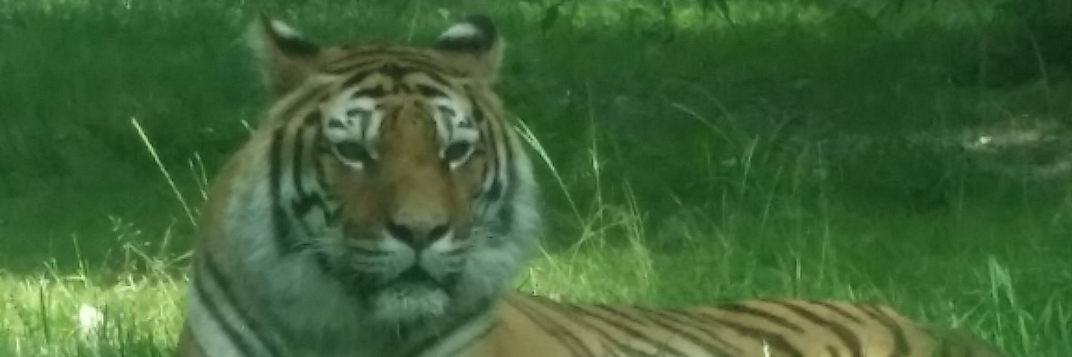 Gecko2209's profile banner image