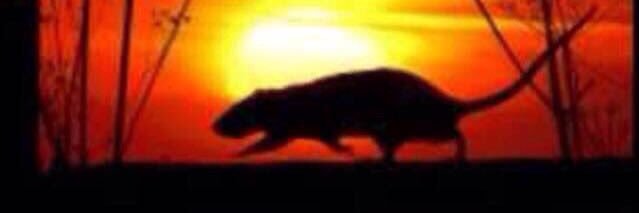 truthoverseer's profile banner image