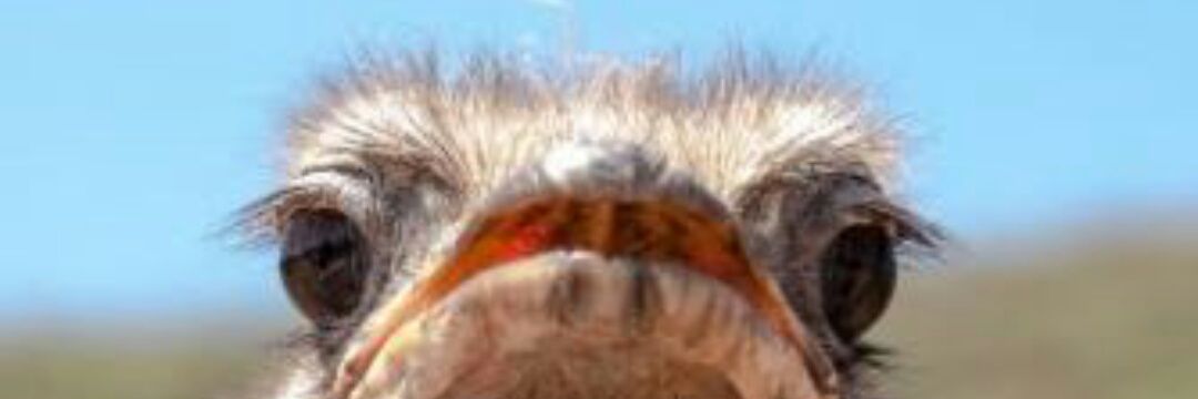 Alexscout11's profile banner image