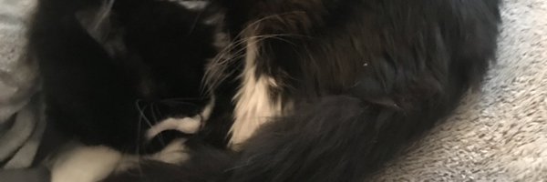 smorin58 Profile Banner