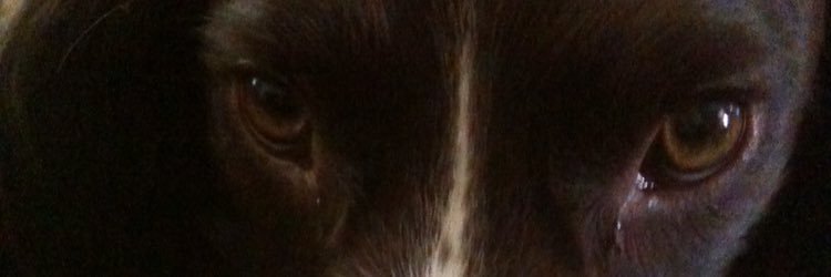 BeaThePooch's profile banner image