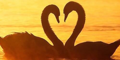 وليد 🌹 هل تعلم 🌹 banner