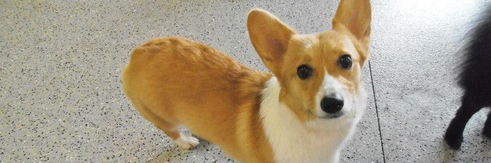SiritheCorgi's profile banner image