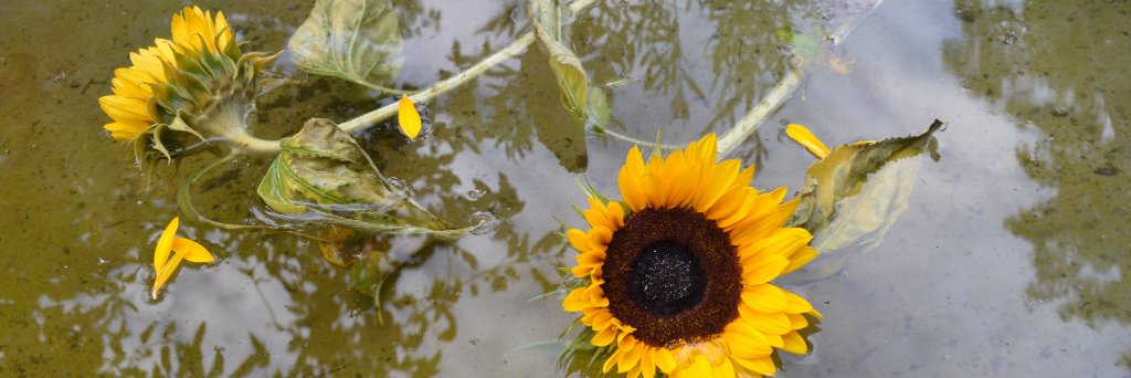 PaRaMoRePeAcE's profile banner image