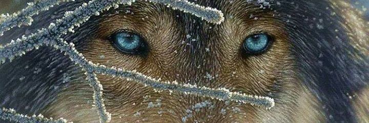 mystiqfirewolf's profile banner image
