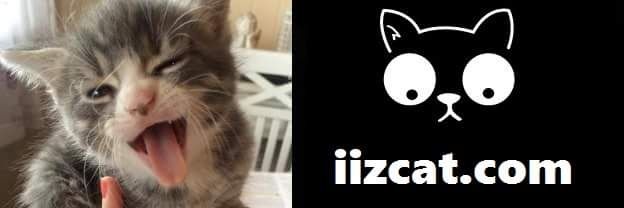 iizcat's profile banner image