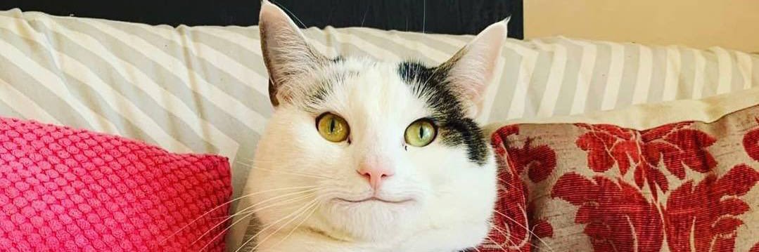Politecat_ton's profile banner image