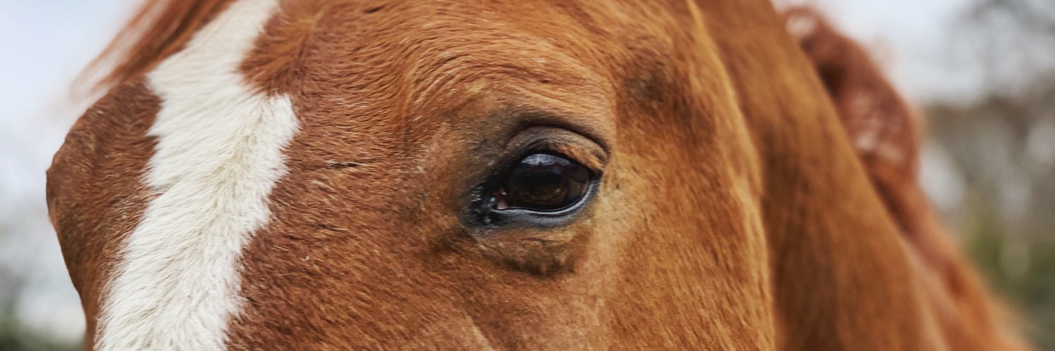 perfect_polos's profile banner image