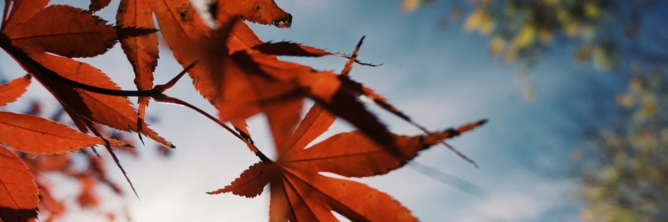 hahiyidedim's profile banner image