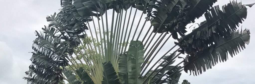 aneishashasha's profile banner image