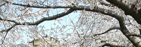 netima320's profile banner image
