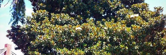GenRatchetry's profile banner image