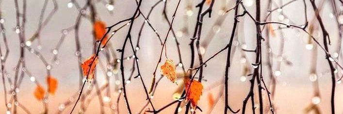 ABPS's profile banner image