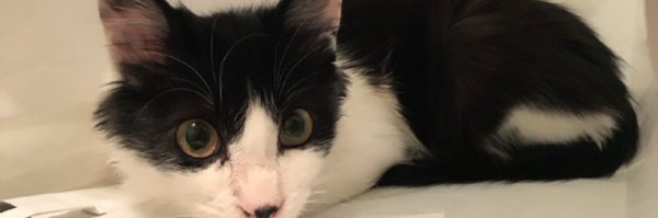 RealIsNeverDie Profile Banner