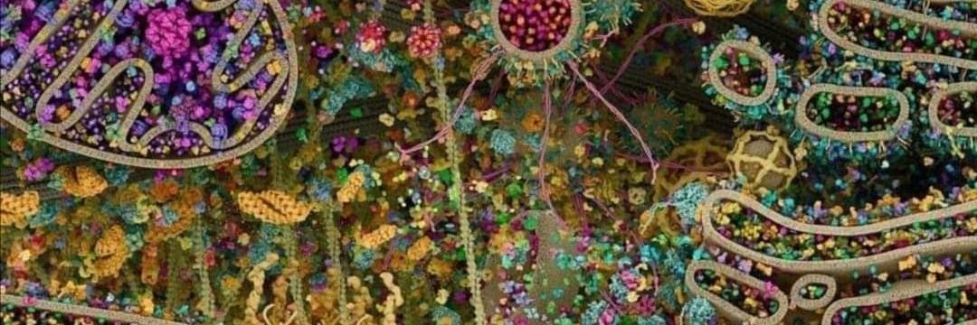 Dr. Tasha Ausman banner