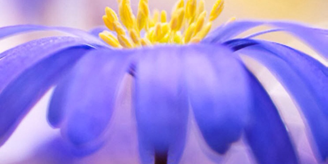 _joyfulsunshine's profile banner image