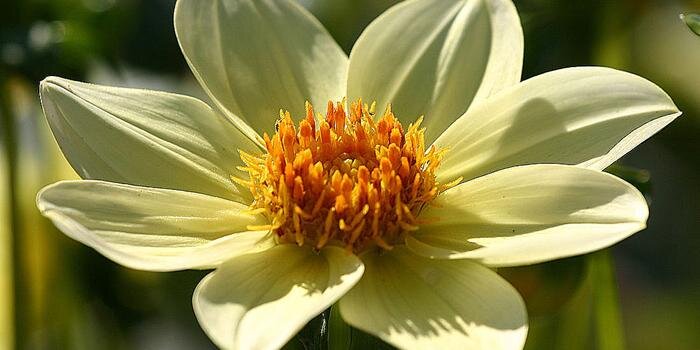 Richard Lawhern banner