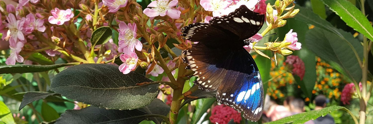 orchidee153's profile banner image