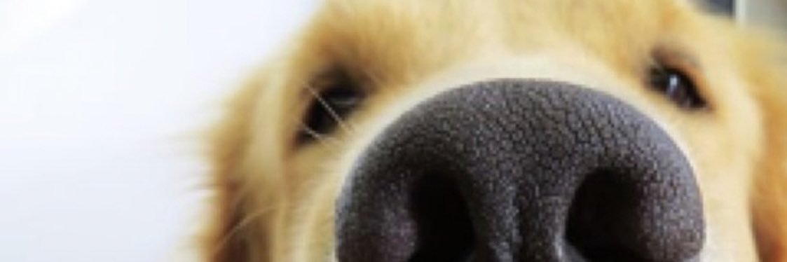 Emily Pothecary 🐾 banner