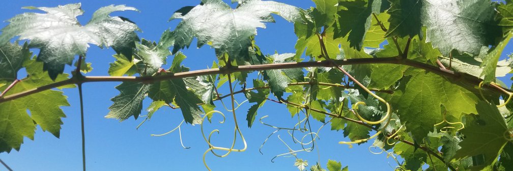 bethwineroad's profile banner image