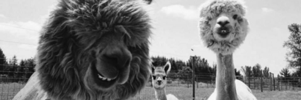 cwmcwmcwm's profile banner image
