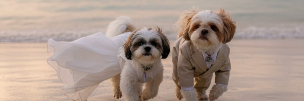 dogthailand.net & suptarpetshop.com คนรักหมาแมว banner