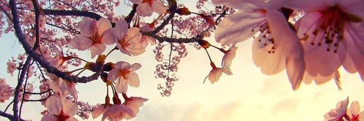Vi_Rules's profile banner image