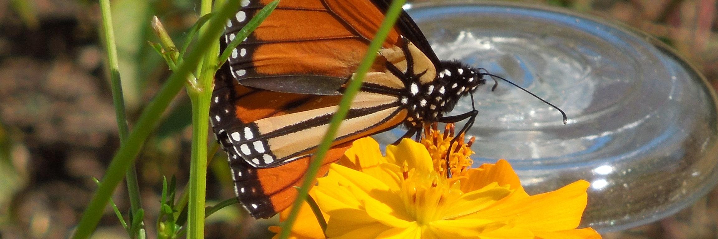Wyman's Wonders banner