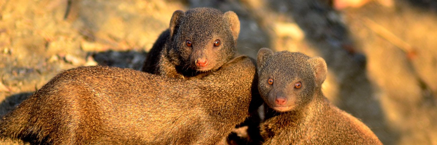 Amy Morris-Drake banner