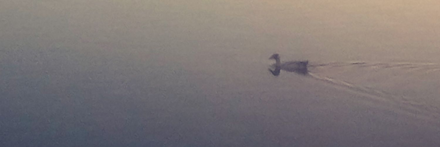 MagicalDesires's profile banner image