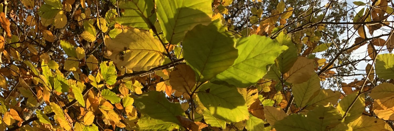 Hannah Griffiths banner