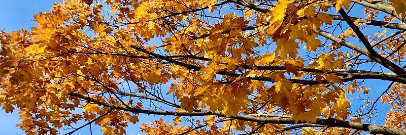 ramiokasha's profile banner image
