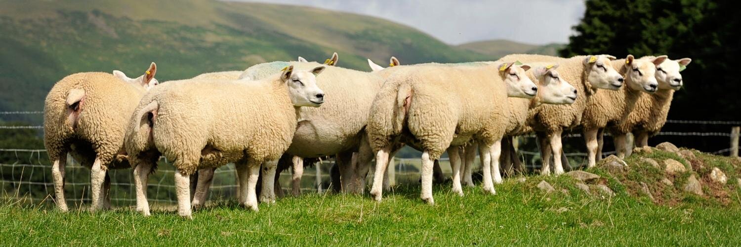 Beltex Sheep Society banner