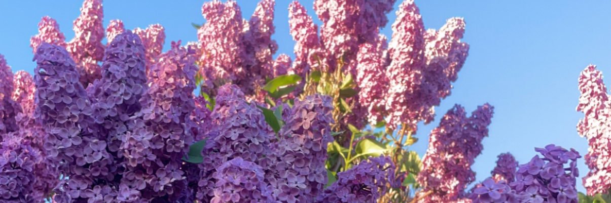 LexiNMacKenzie's profile banner image