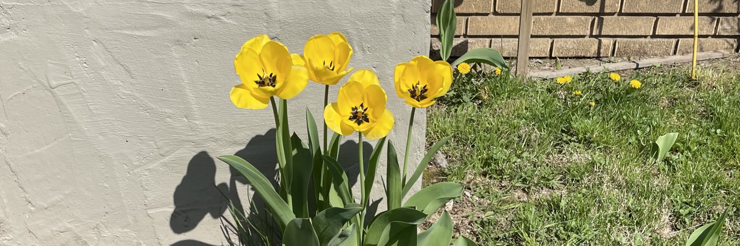 Sour Pink angel :0) banner