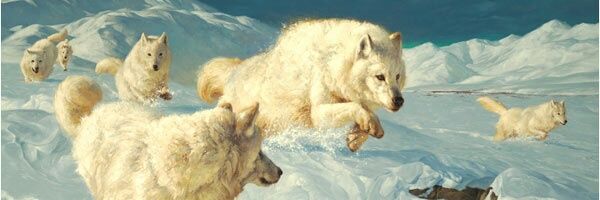 Soebaz's profile banner image