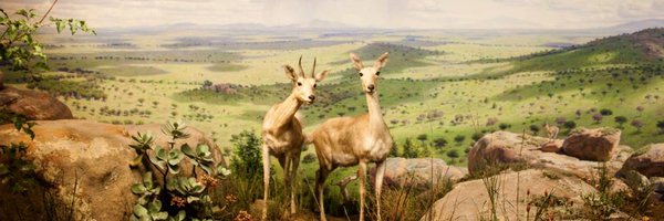 MichelleHaga Profile Banner