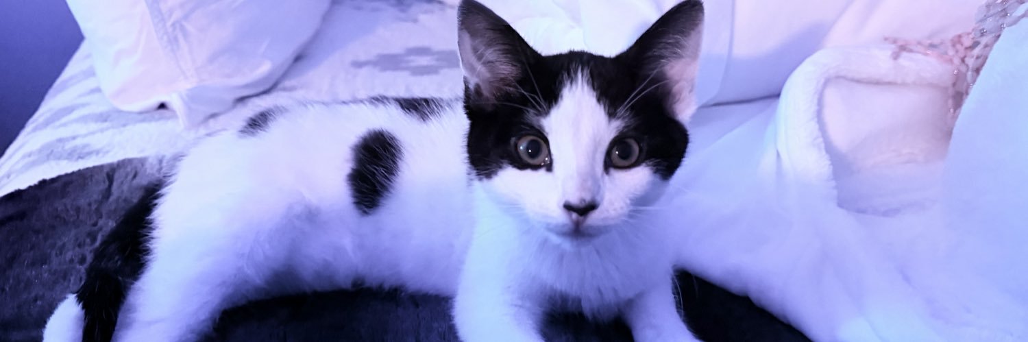 Łᗴ𝕏𝓲 banner